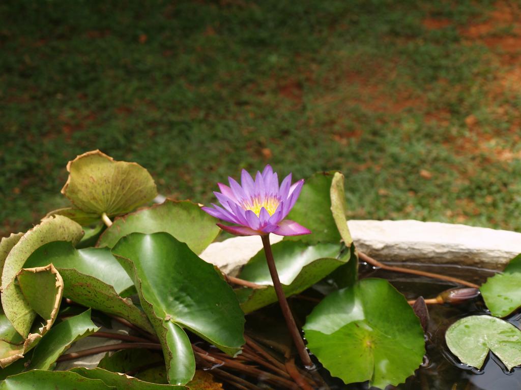 Welimaluwa Resort Sigiriya Kibissa Ngoại thất bức ảnh